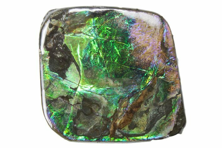 Iridescent Ammolite (Fossil Ammonite Shell) - Alberta #357451